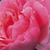 Roza - Angleška vrtnica - Ausglobe